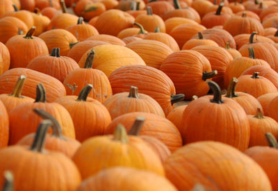 Pumpkins | Pumpkin Must Haves | Fall Favorites